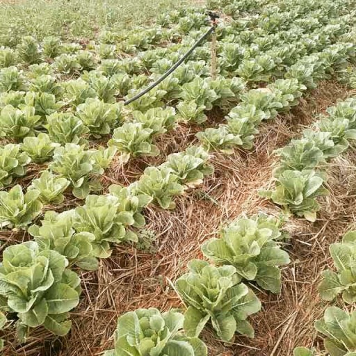 Could the Agricultural Solution to Rapid Climate Change Begin in Jamaica?