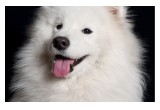 Teresa Heaver, Kabeara Samoyeds, Kabeara Kennels, Teresa Heaver Lockport, Illinois