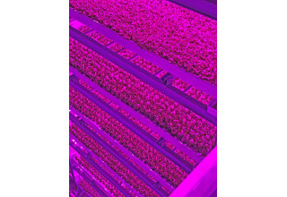 80 Acres Farms Fully-Automated Vertical Farm