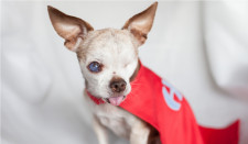 Harley, Puppy Mill Survivor