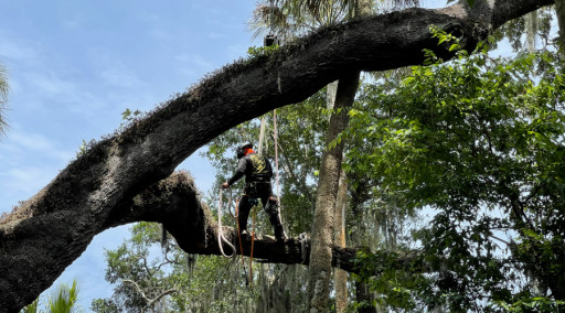 SB Tree Service is Fully Equipped for Hurricane Ian Storm Cleanup