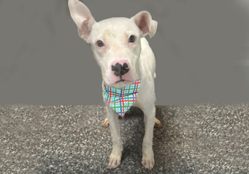 Transylvania Concrete Coatings Sponsors Pit Bull Awareness Month Hosted by Animal Welfare Association