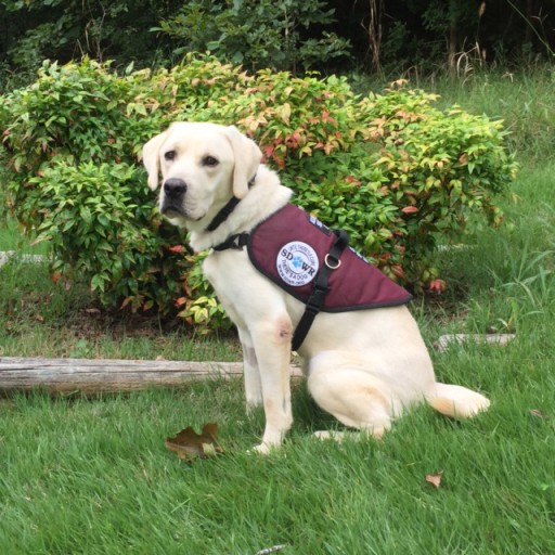 Diabetic Alert Dog Bentley Will Help Young Girl Manage Type 1 Diabetes