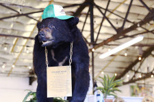 The REAL Cocaine Bear