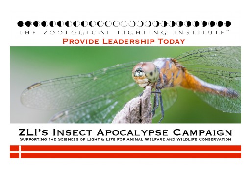 Light Pollution is Driving the Insect Apocalypse: A New Study and Concern