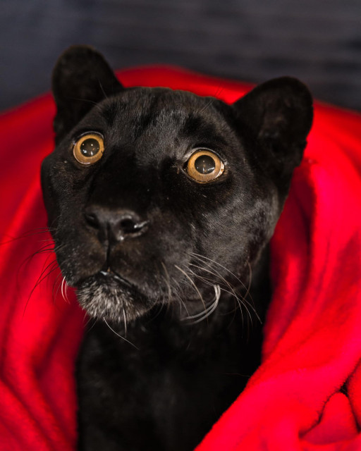 World's Oldest Living Leopard Passes Away at 25 Years Old