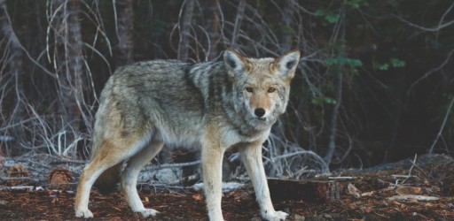 Messer Outdoors Offers Tools for Adventure