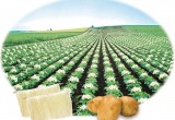 Potato in China