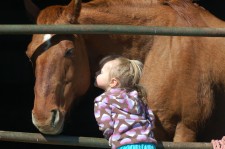 Sonny - Therapy Horse