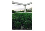 CITIVA's Cannabis growing at UWI