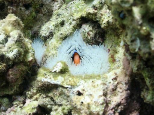Corporates Dive Deep Into Their Pockets to Protect the Great Barrier Reef