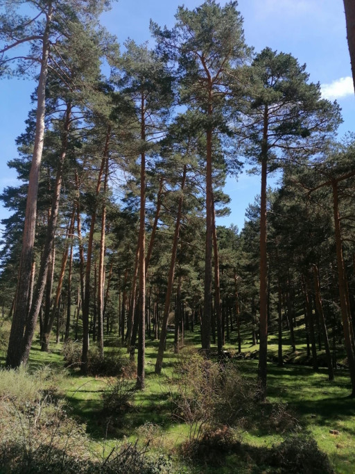 Grupo EULEN Y Anew Climate Ampliarán en España Las Oportunidades De Mitigación Del Cambio Climático Basadas en La Naturaleza