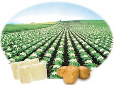 Potato in China