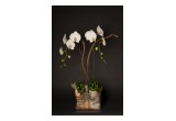 Orchid Arrangement by Eddie Zaratsian