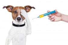 One Vaccine to rule them all- Ampronix