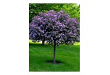 'Bloomerang' Purple Lilac Tree
