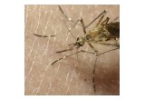 Mosquito biting human skin