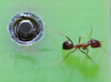 Micro-Actuator Embedded Inside PCB