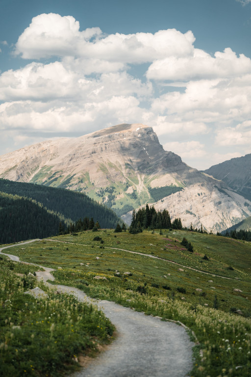Discover Banff Sunshine’s Wildflowers in Bloom at the Sunshine Meadows