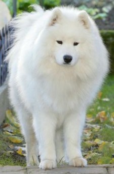 Teresa Heaver, Kabeara Samoyeds, Kabeara Kennels, Teresa Heaver Lockport, Illinois