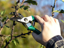 Tree cutting