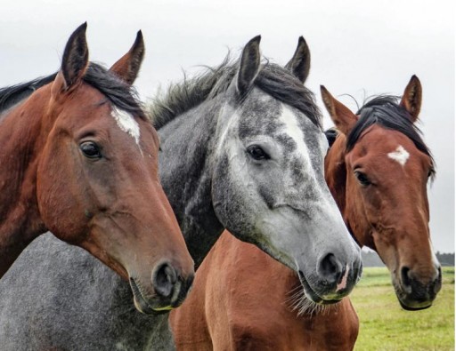 Suzette Bernadine Belgarde Reveals the Advantages of Using Horses for Therapy