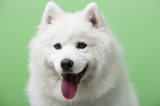 Teresa Heaver is Giving Samoyeds the Beginning They Need at Kabeara