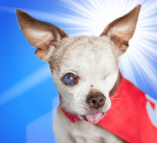 2015 American Hero Dog and Puppy Mill Survivor Asks for Meeting With the President