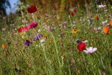 Diverse garden