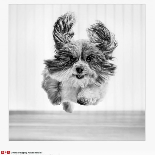 Benton Pet Photographer & Groomer Team Up for Holiday Photos With a Cause