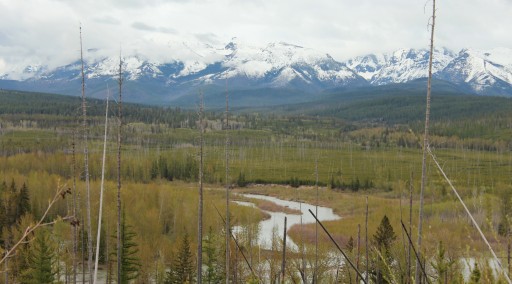 Vital Ground, Nature Conservancy Team Up on North Fork Flathead Easement