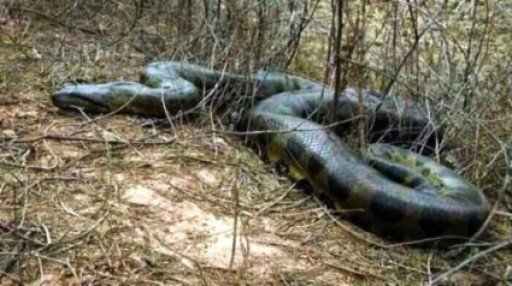 Jin Xiuying Captures Record Sized Snake