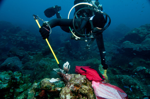 Live Wildly Joins Campaign to Turn Invasive Lionfish from Malicious to Delicious
