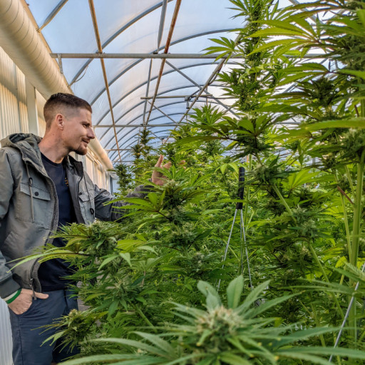 Discover the Ultimate Cannabis Experience at Chronic Guru: DeLand's Newest Dispensary & Lounge, Opening in Historic Downtown