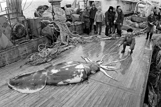 Expedition Launching to Study the Colossal Squid in Antarctica