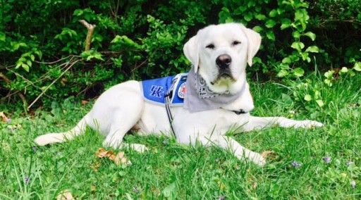 Service Dogs by Warren Retrievers Delivers Diabetic Alert Dog to Ashland, KY