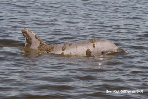 Earth Day Alert: New Study Predicts Catastrophic Decline of Dolphins in Northern Gulf of Mexico