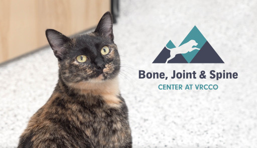 Surgeons Perform Life-Changing Total Hip Replacement for Three-Legged Cat
