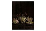 Succulent Arrangement by Eddie Zaratsian